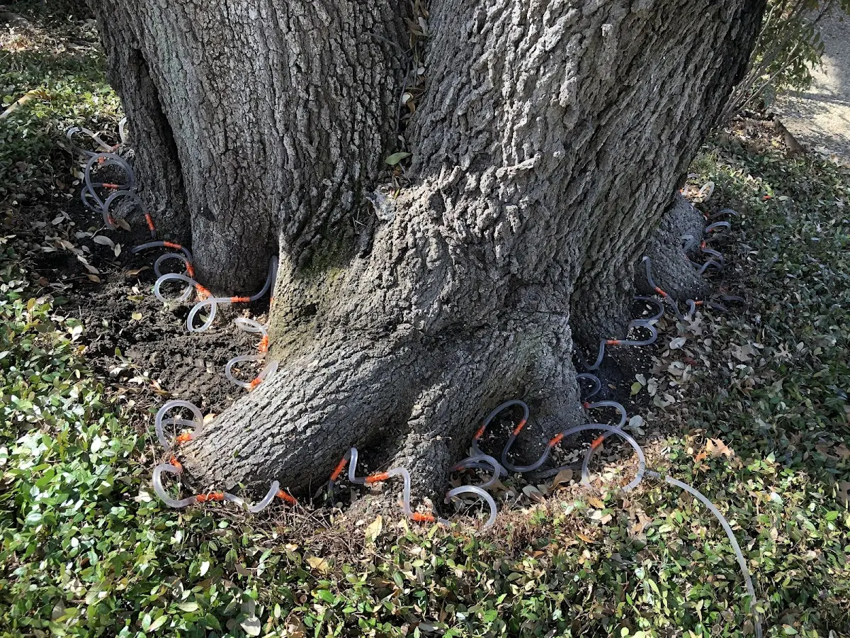 Detailed Tree Cabling and Bracing job site in Medimont